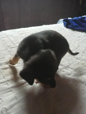 Cachorro raça Pinscher idade Abaixo de 2 meses nome Sem nome