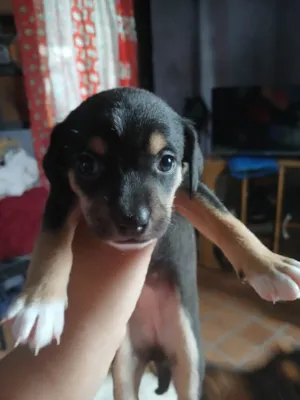 Cachorro raça Pinscher idade Abaixo de 2 meses nome Sem nome