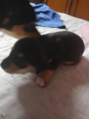 Cachorro raça Pinscher idade Abaixo de 2 meses nome Sem nome2