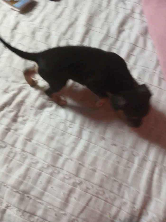 Cachorro ra a Pinscher idade Abaixo de 2 meses nome Sem nome2