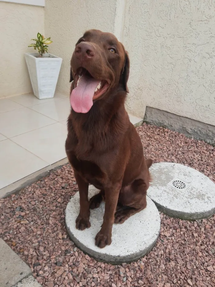 Cachorro ra a Labrador idade 4 anos nome Logan