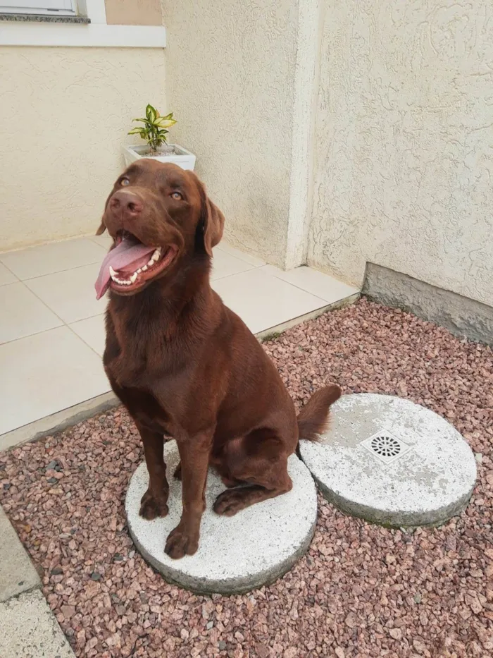 Cachorro ra a Labrador idade 4 anos nome Logan