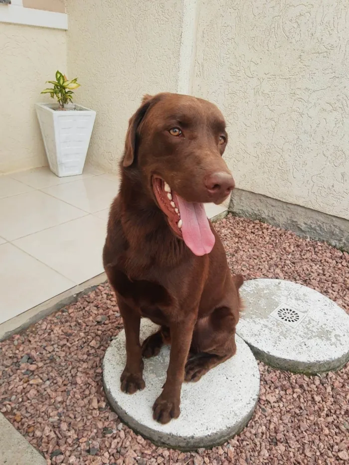 Cachorro ra a Labrador idade 4 anos nome Logan