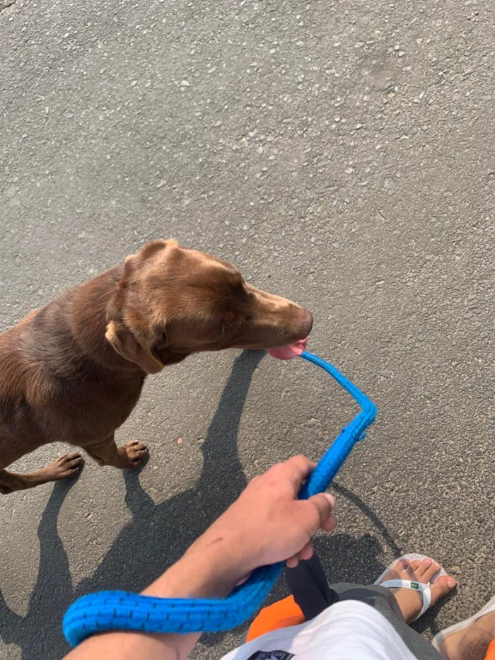 Cachorro ra a Labrador idade 4 anos nome Logan
