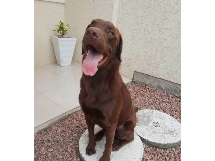 Cachorro ra a Labrador idade 4 anos nome Logan