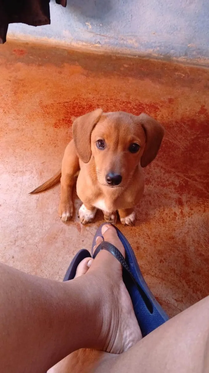 Cachorro ra a SRD-ViraLata idade 2 a 6 meses nome Prada