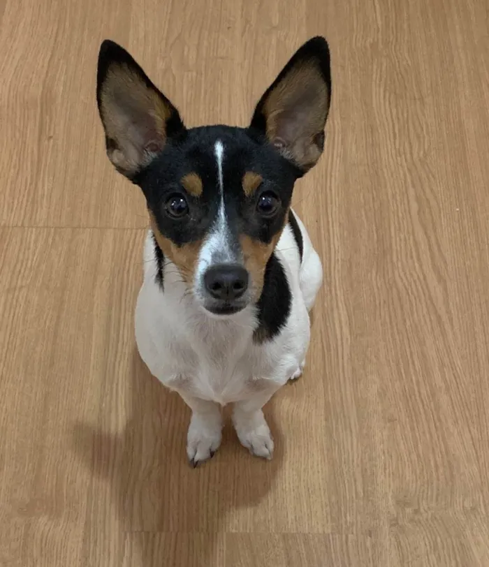 Cachorro ra a Pinscher idade 7 a 11 meses nome Luna