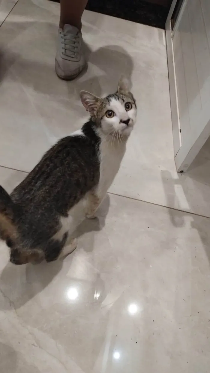 Gato ra a Exótico idade 2 a 6 meses nome Não sei o nome
