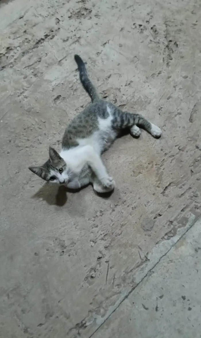 Gato ra a Exótico idade 2 a 6 meses nome Não sei o nome