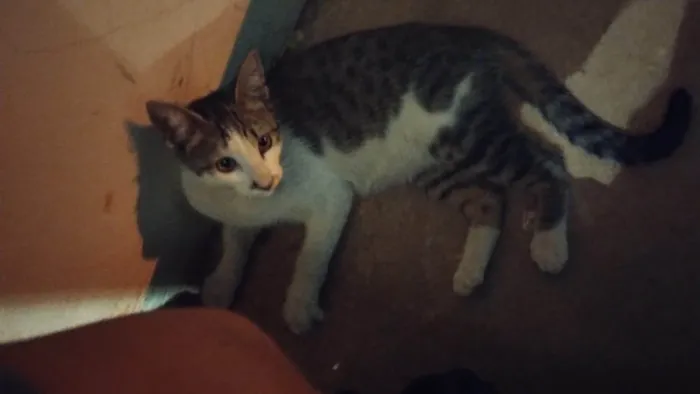 Gato ra a Exótico idade 2 a 6 meses nome Não sei o nome