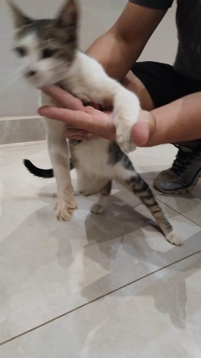 Gato ra a Exótico idade 2 a 6 meses nome Não sei o nome