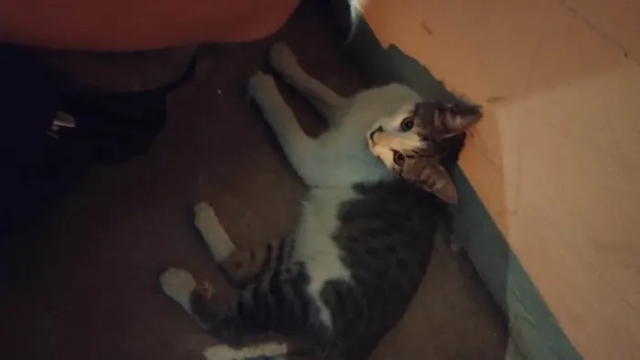 Gato ra a Exótico idade 2 a 6 meses nome Não sei o nome