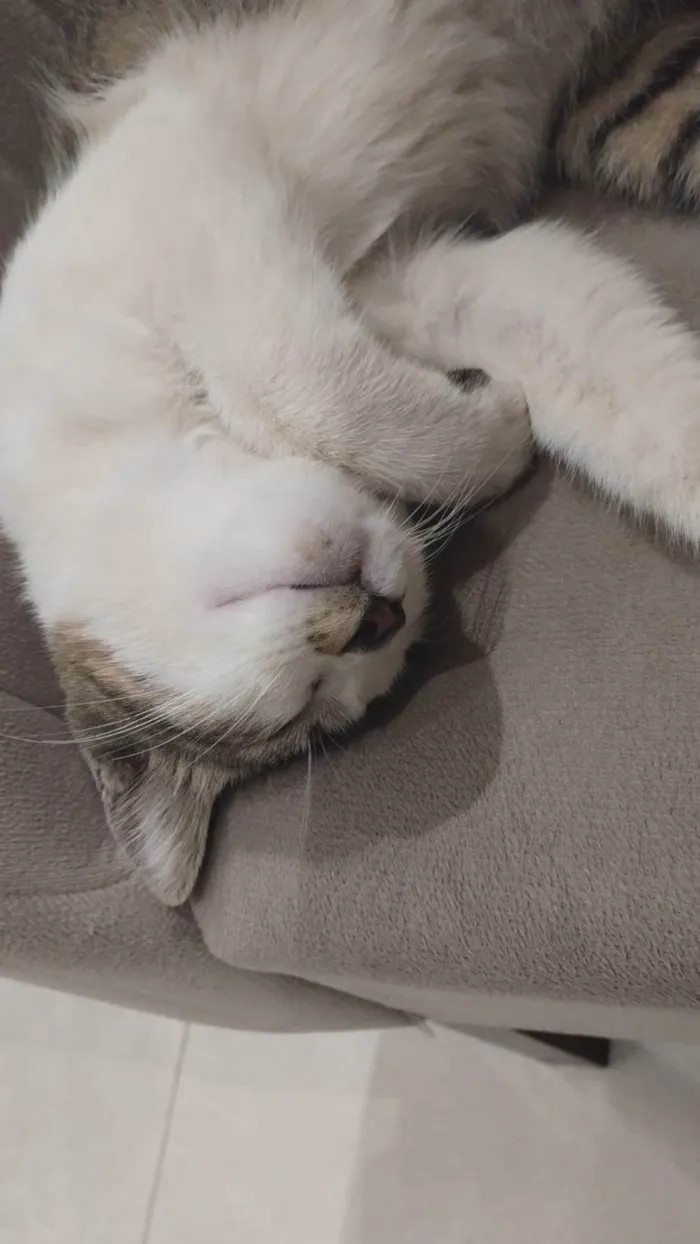 Gato ra a Exótico idade 2 a 6 meses nome Não sei o nome