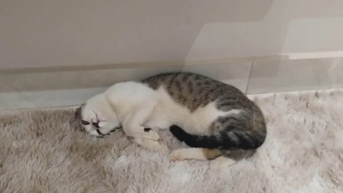 Gato ra a Exótico idade 2 a 6 meses nome Não sei o nome