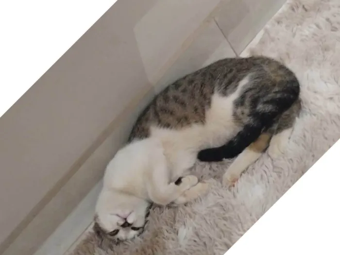 Gato ra a Exótico idade 2 a 6 meses nome Não sei o nome