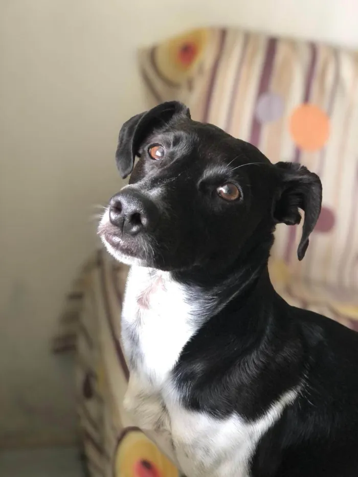 Cachorro ra a SRD-ViraLata idade 4 anos nome Duque 