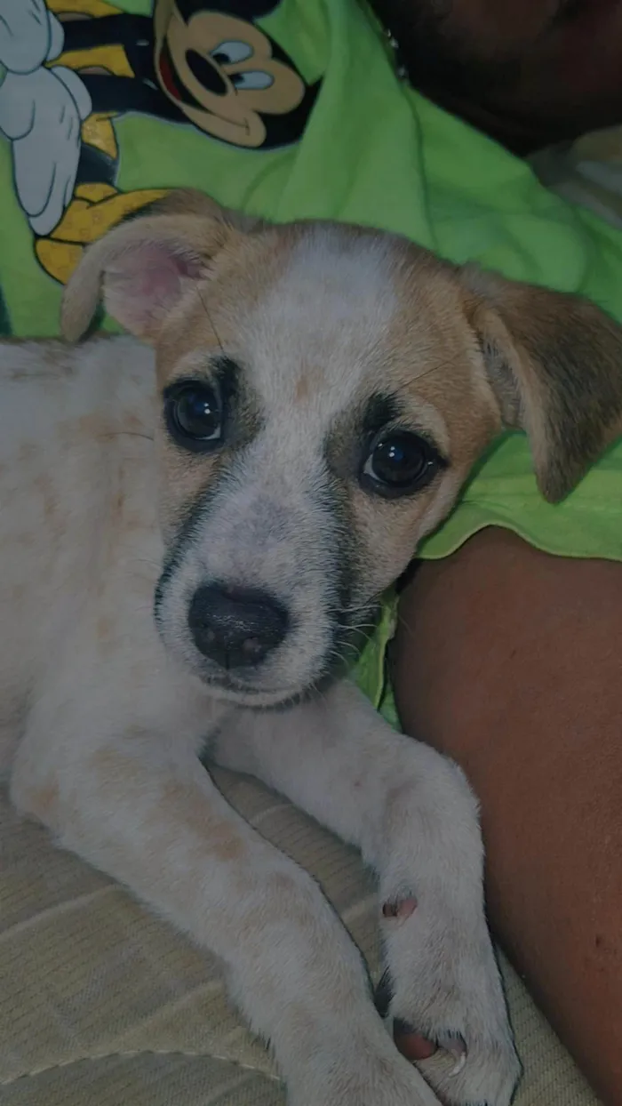 Cachorro ra a SRD-ViraLata idade 2 a 6 meses nome Nina