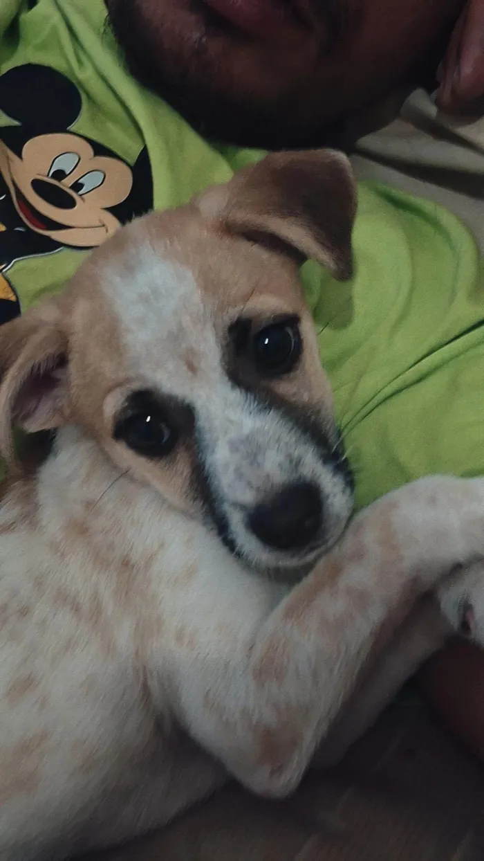 Cachorro ra a SRD-ViraLata idade 2 a 6 meses nome Nina