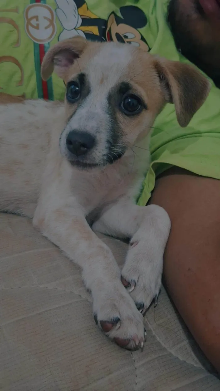 Cachorro ra a SRD-ViraLata idade 2 a 6 meses nome Nina
