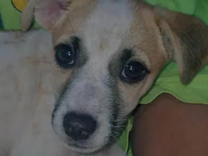 Cachorro raça SRD-ViraLata idade 2 a 6 meses nome Nina