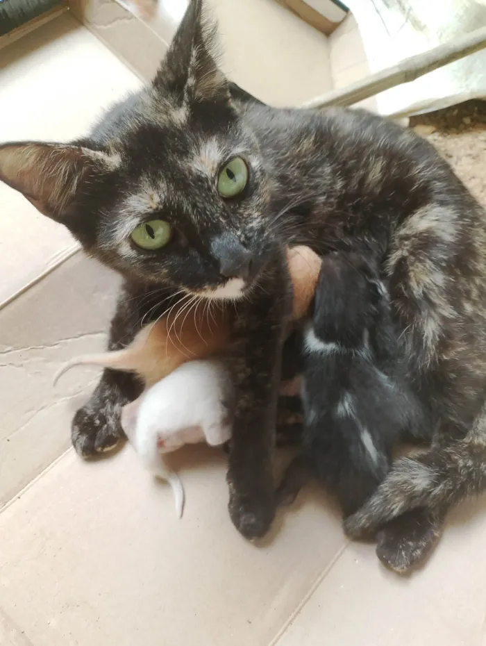 Gato ra a SRD-ViraLata idade Abaixo de 2 meses nome Diná e seus filhotes