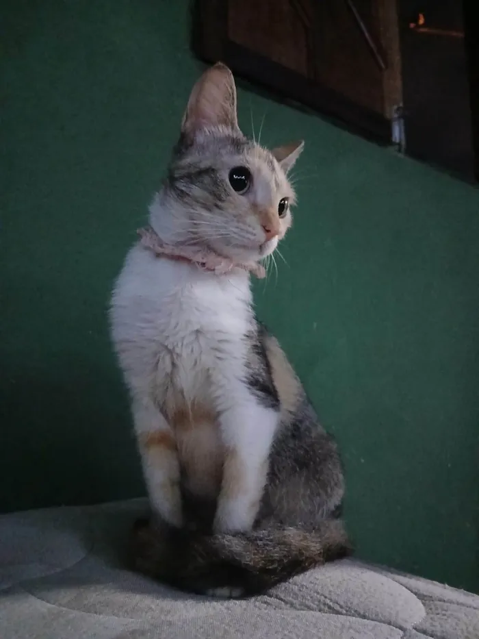 Gato ra a SRD-ViraLata idade 1 ano nome MADAME