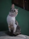 MADAME