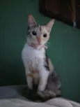 MADAME