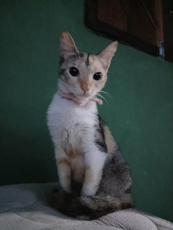 Gato ra a SRD-ViraLata idade 1 ano nome MADAME