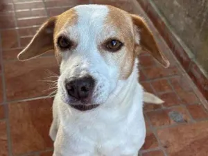 Cachorro raça SRD-ViraLata idade 6 ou mais anos nome Beethoven 
