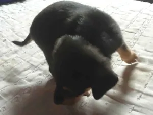 Cachorro raça Pinscher idade Abaixo de 2 meses nome Sem nome