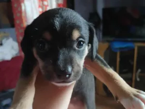 Cachorro raça Pinscher idade Abaixo de 2 meses nome Sem nome