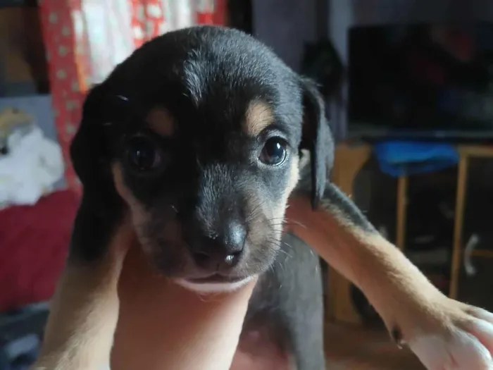 Cachorro ra a Pinscher idade Abaixo de 2 meses nome Sem nome
