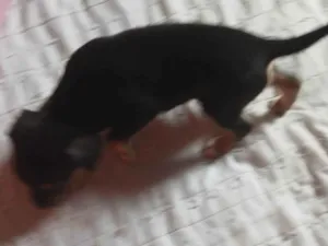 Cachorro raça Pinscher idade Abaixo de 2 meses nome Sem nome2
