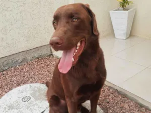 Cachorro raça Labrador idade 4 anos nome Logan