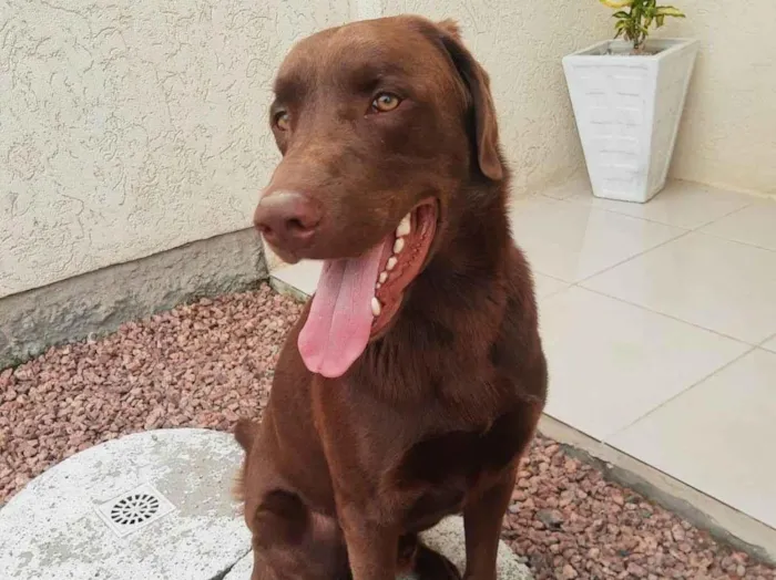 Cachorro ra a Labrador idade 4 anos nome Logan