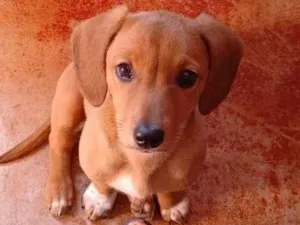 Cachorro raça SRD-ViraLata idade 2 a 6 meses nome Prada