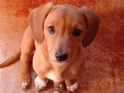 Cachorro raça SRD-ViraLata idade 2 a 6 meses nome Prada