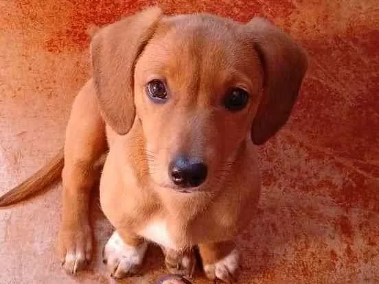 Cachorro ra a SRD-ViraLata idade 2 a 6 meses nome Prada