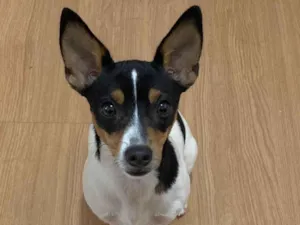 Cachorro raça Pinscher idade 7 a 11 meses nome Luna