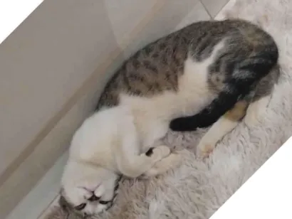 Gato raça Exótico idade 2 a 6 meses nome Não sei o nome