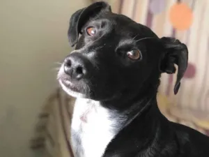 Cachorro raça SRD-ViraLata idade 4 anos nome Duque 