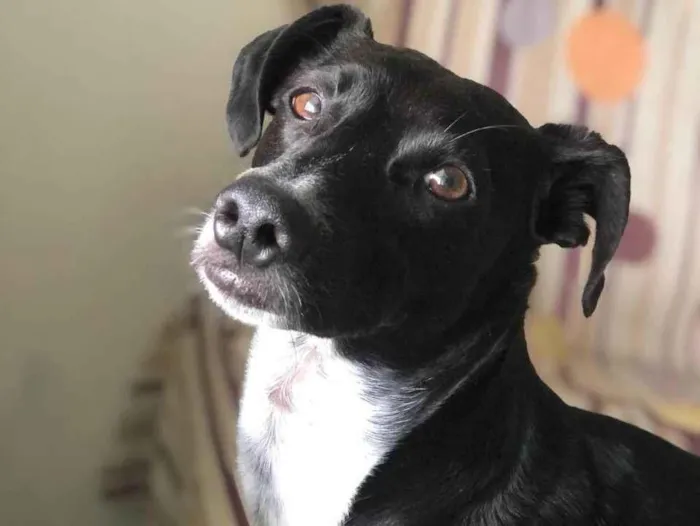 Cachorro ra a SRD-ViraLata idade 4 anos nome Duque 