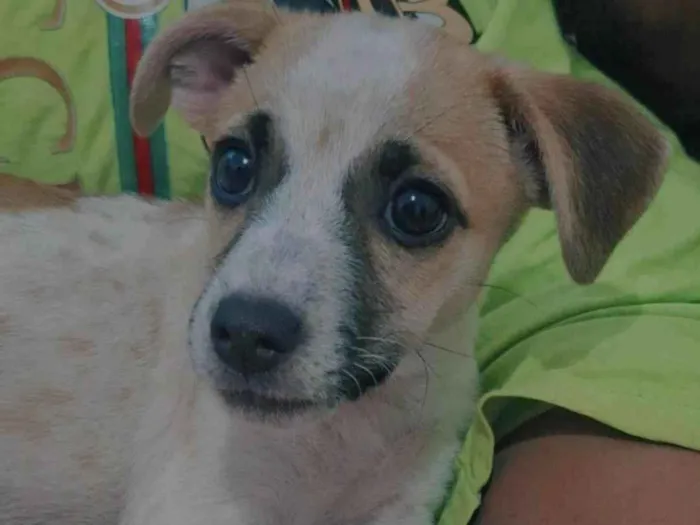 Cachorro ra a SRD-ViraLata idade 2 a 6 meses nome Nina