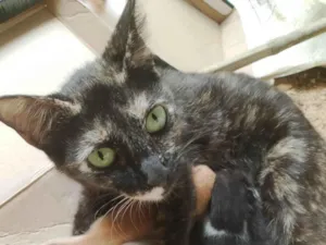 Gato raça SRD-ViraLata idade Abaixo de 2 meses nome Diná e seus filhotes