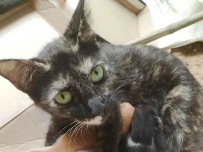 Gato raça SRD-ViraLata idade Abaixo de 2 meses nome Diná e seus filhotes