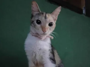 Gato raça SRD-ViraLata idade 1 ano nome MADAME