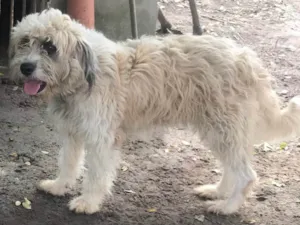 Cachorro raça SRD-ViraLata idade 3 anos nome Mel