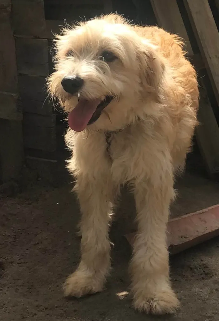 Cachorro ra a SRD-ViraLata idade 1 ano nome Bob