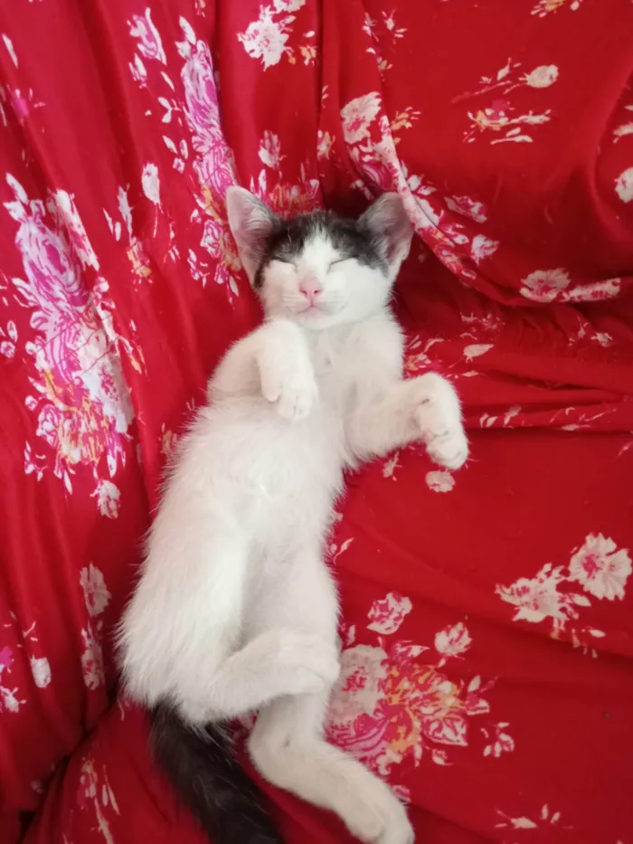 Gato ra a SRD-ViraLata idade 2 a 6 meses nome Nina